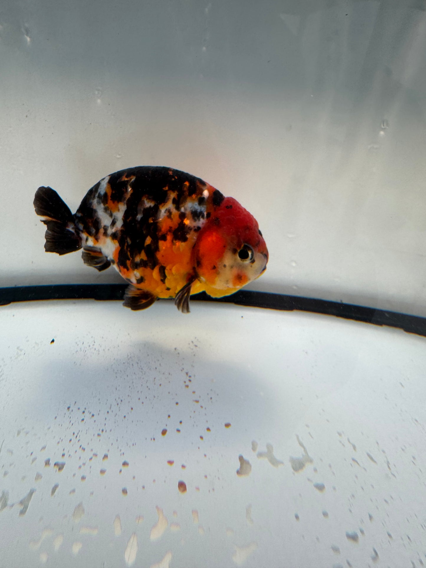 Calico Ranchu. WVF1101
