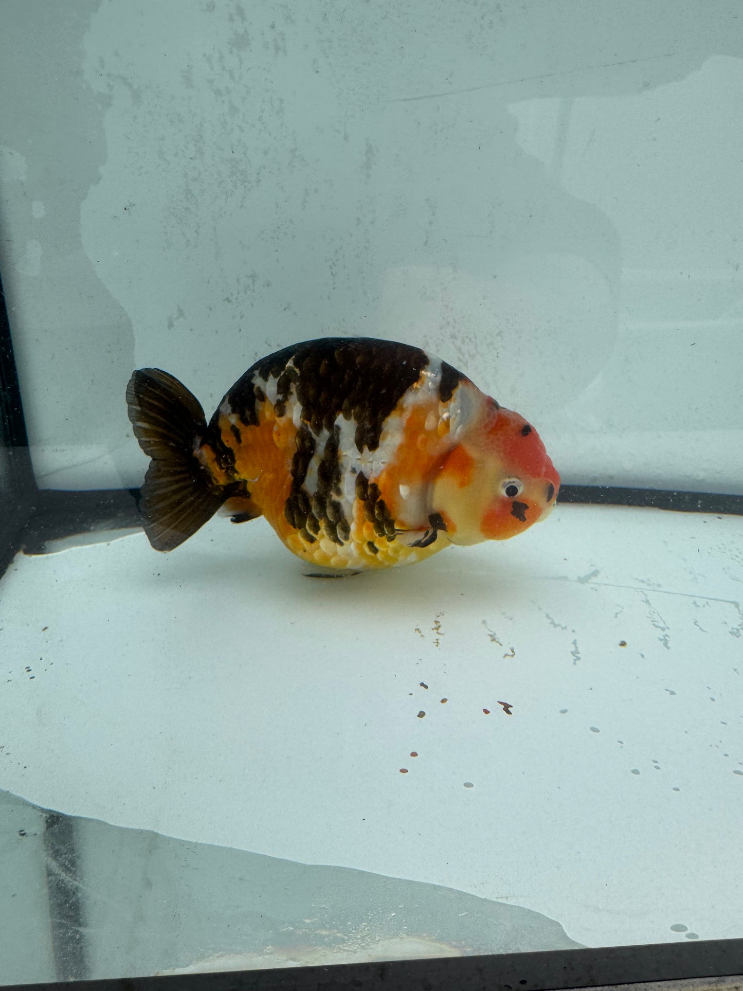 Cow calico Ranchu. WVF486