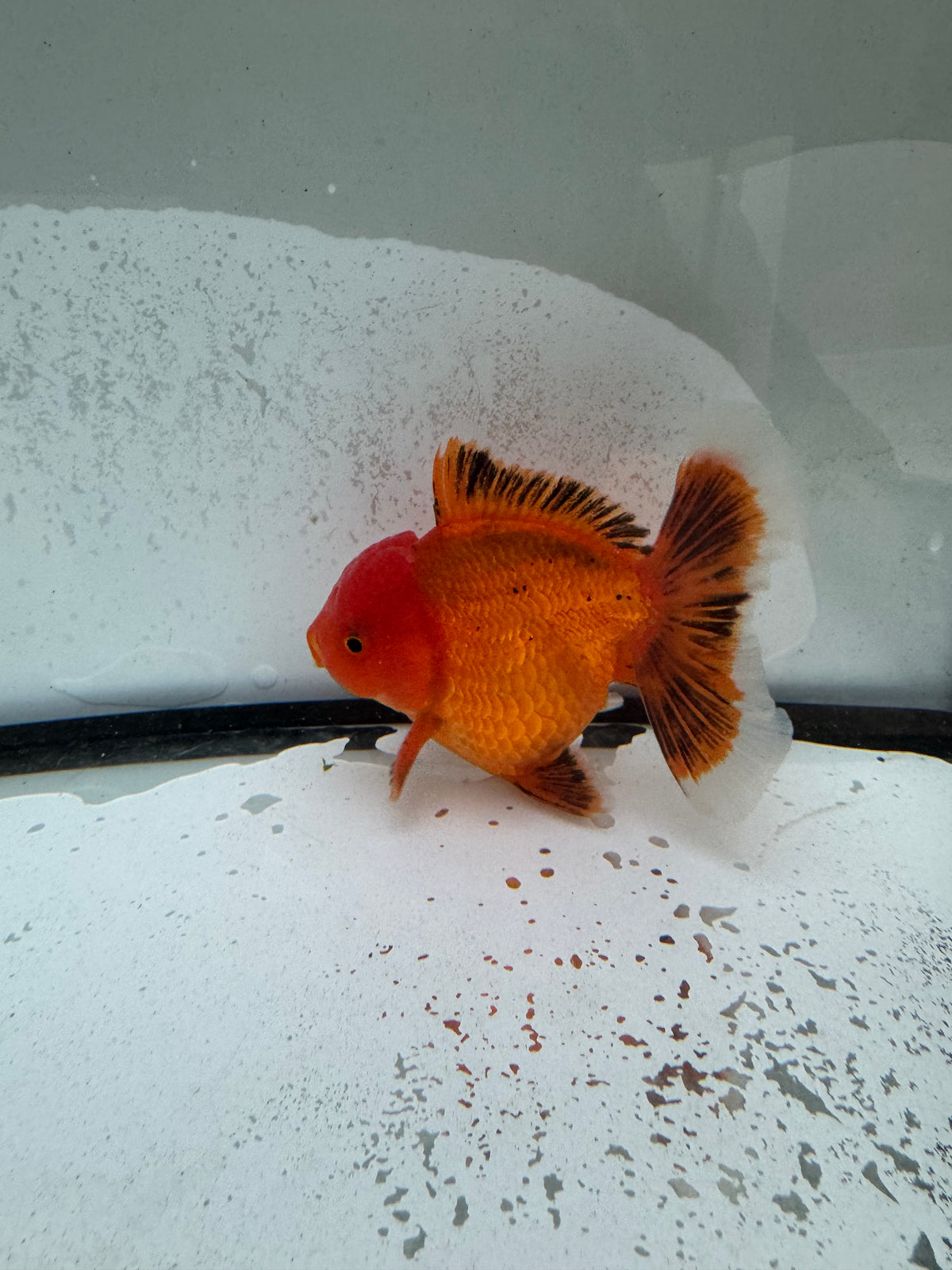 H/Q Oranda.  WVF1260