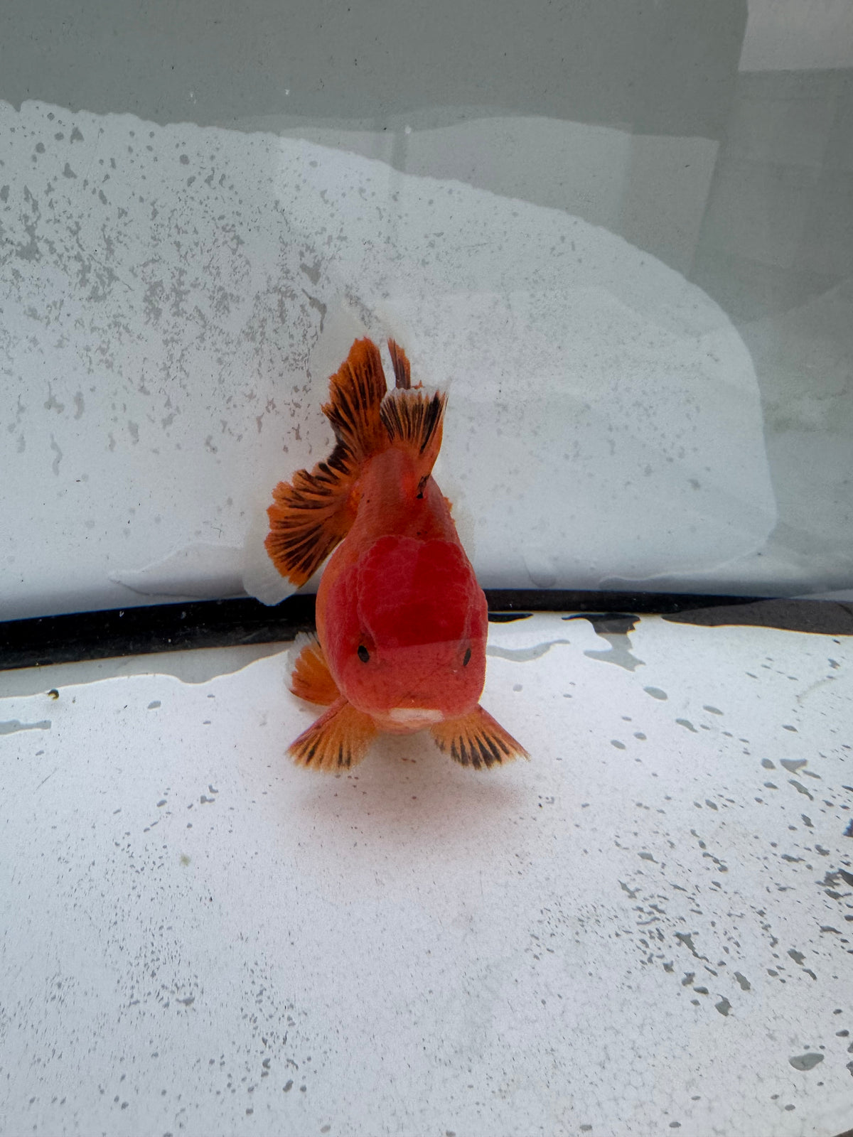 H/Q Oranda.  WVF1260
