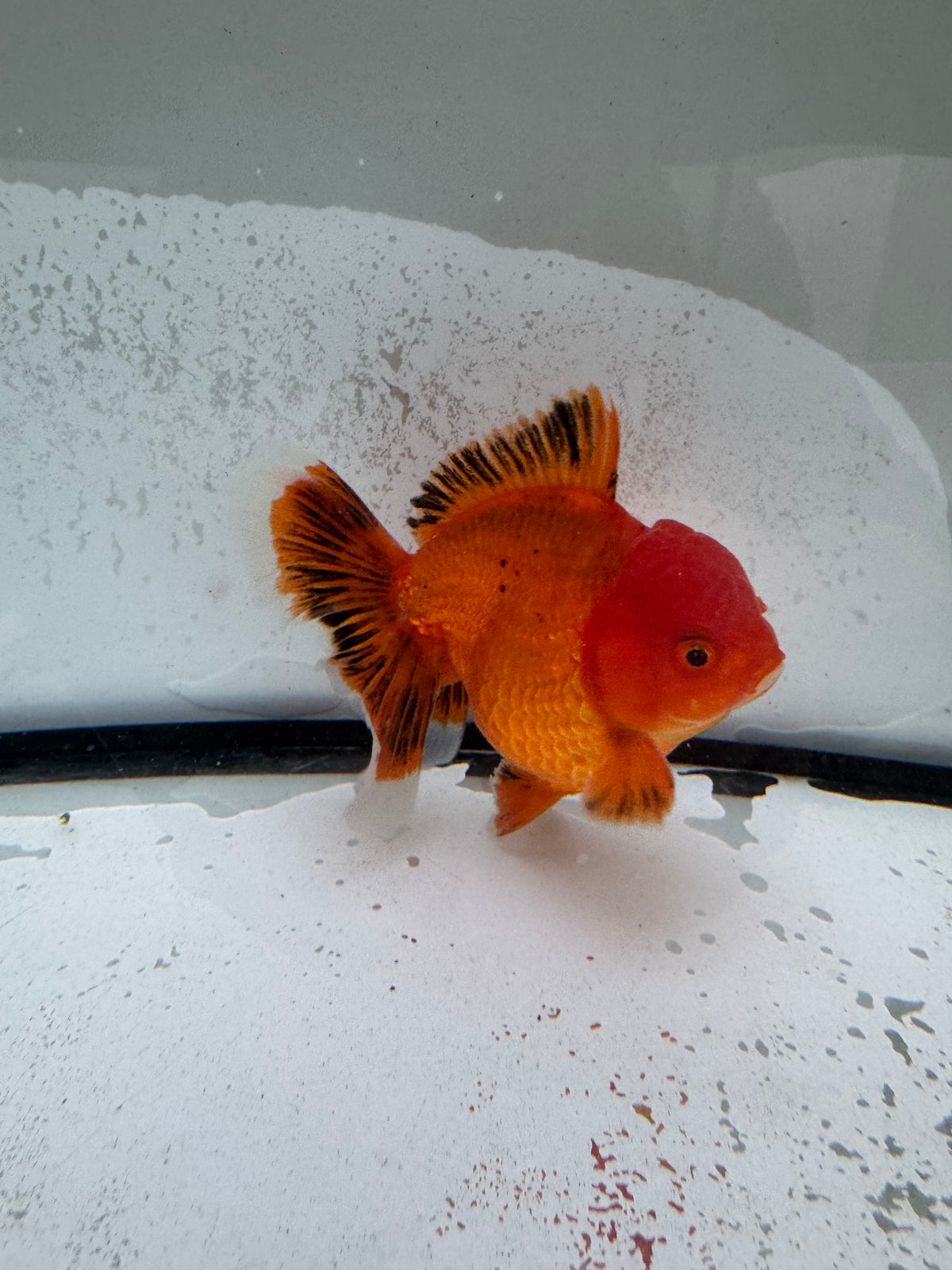 H/Q Oranda.  WVF1260