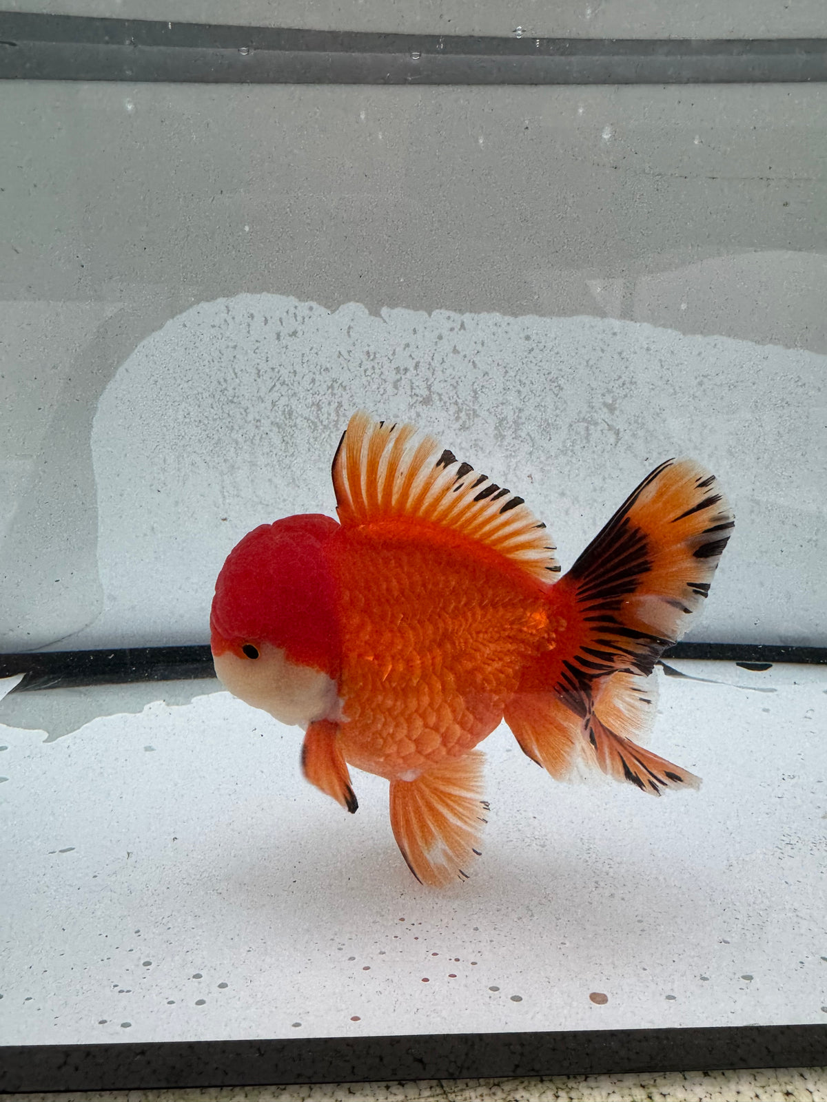 H/Q Oranda. WVF1261