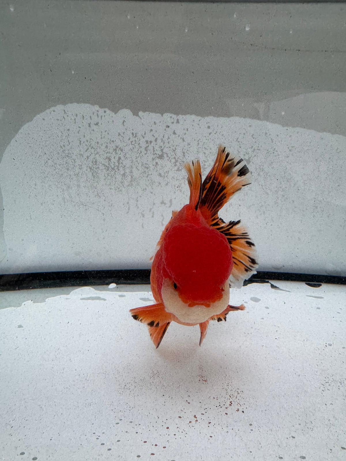 H/Q Oranda. WVF1261