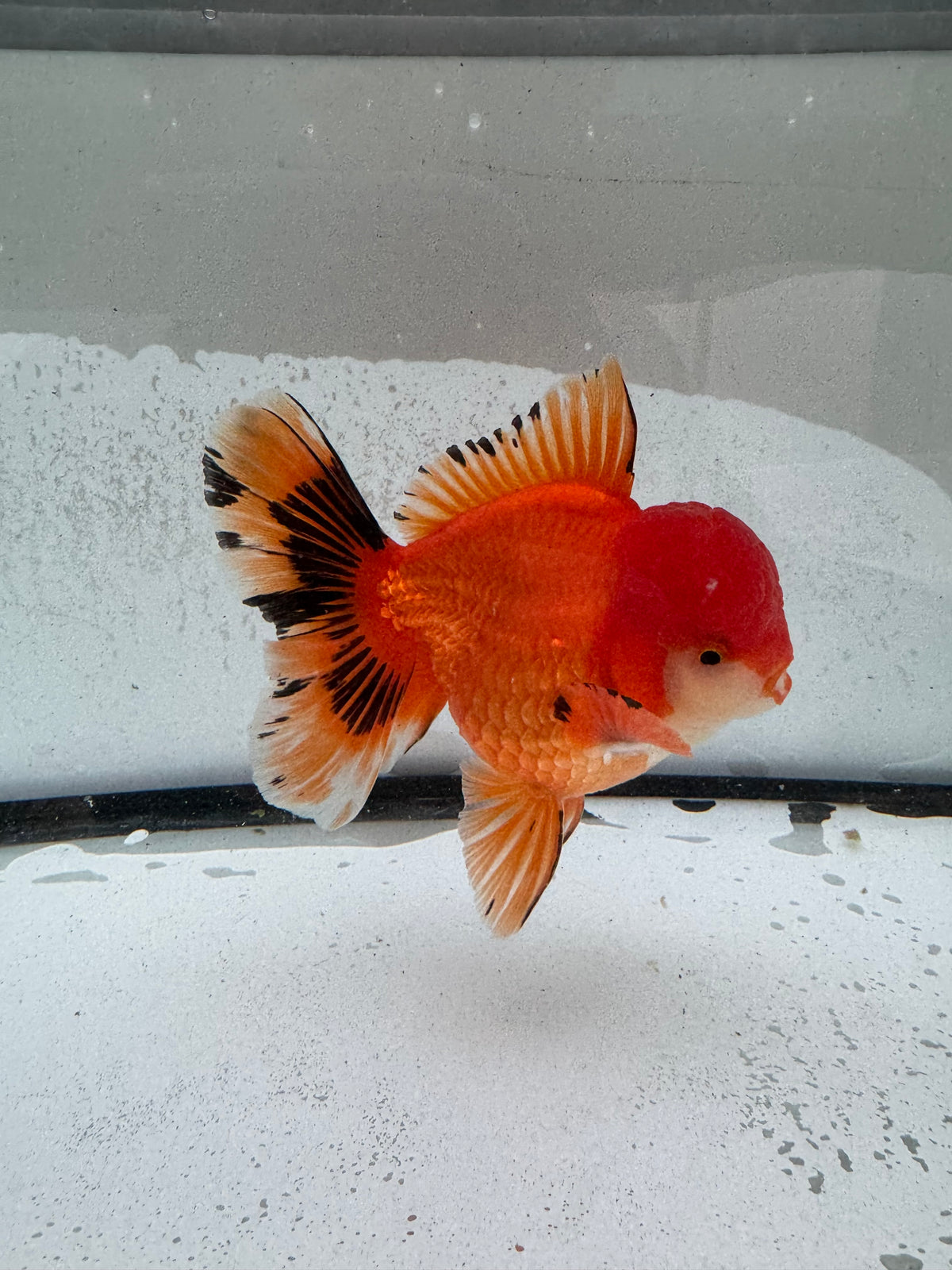 H/Q Oranda. WVF1261