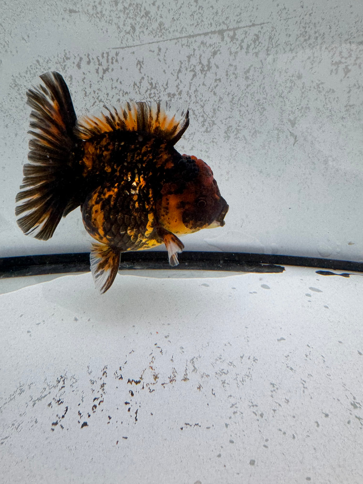 Tiger Oranda. WVF1265