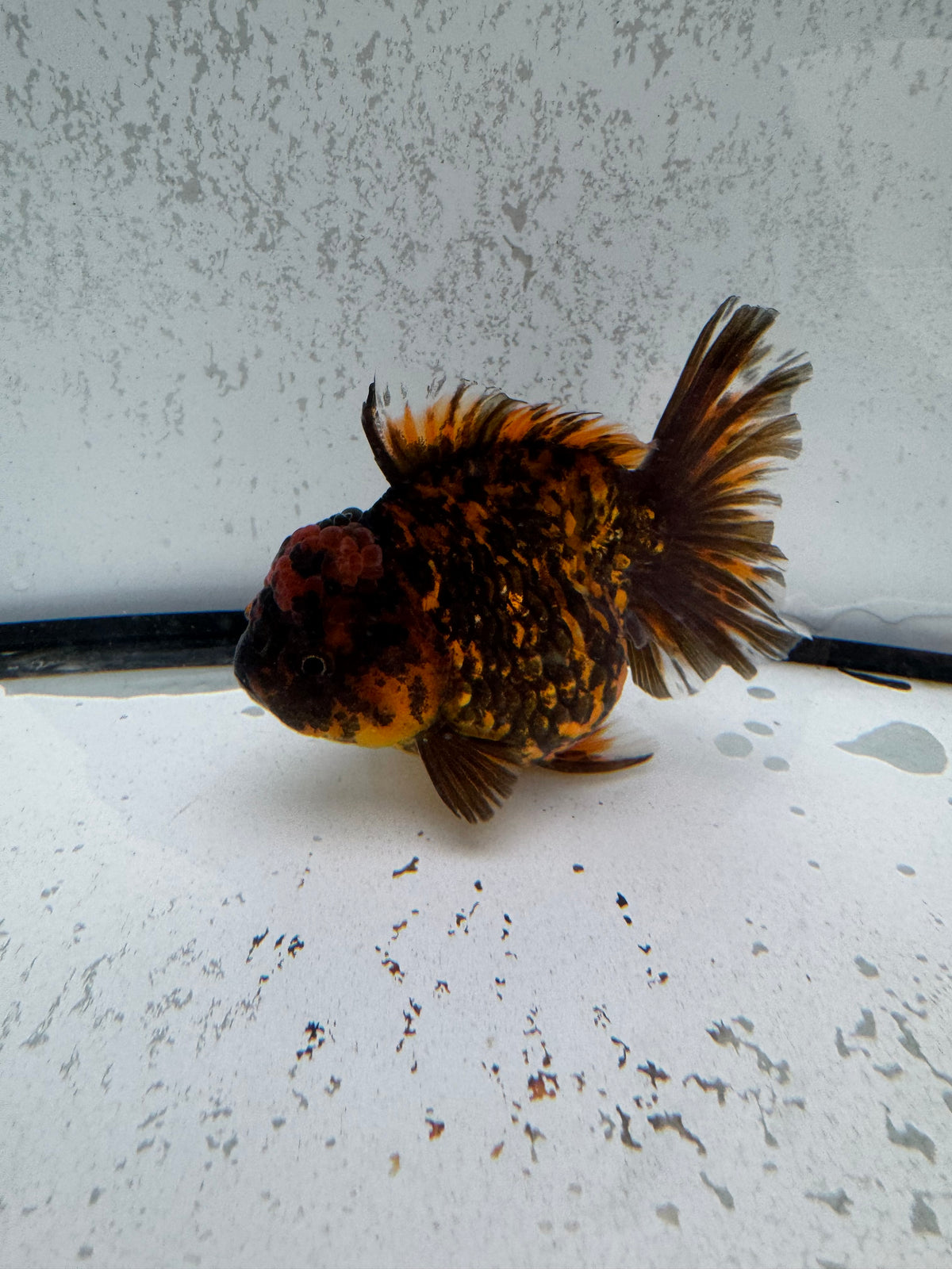 Tiger Oranda. WVF1265