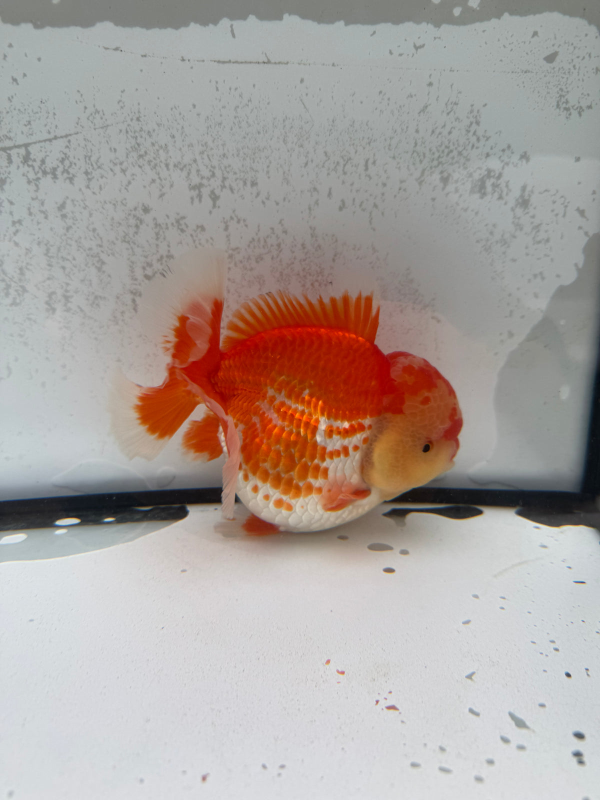 H/Q Red&white Oranda. WVF1268