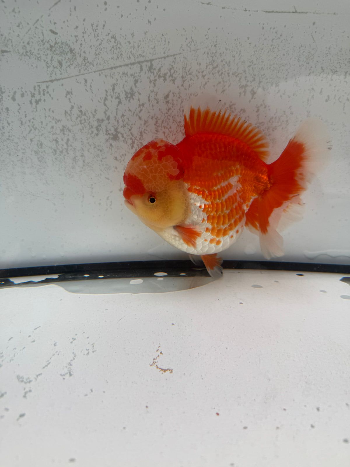 H/Q Red&white Oranda. WVF1268
