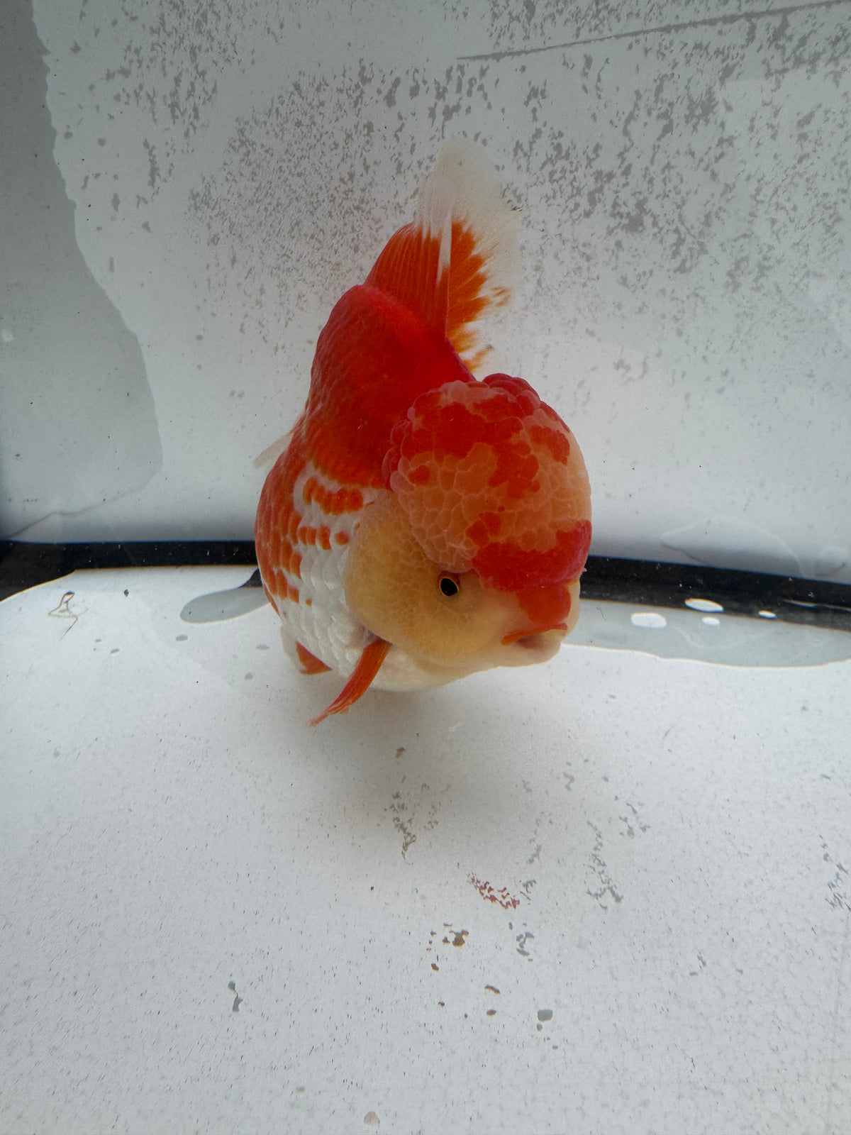 H/Q Red&white Oranda. WVF1268