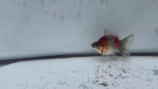 Calico broadtail Ryukin. WVF571