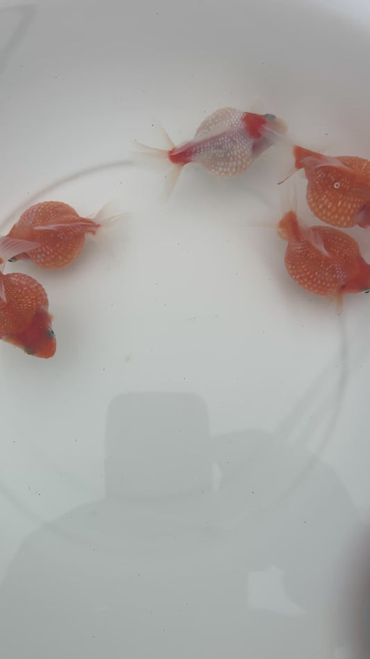 Pingpong pearscales  WVF000.  Picked at random