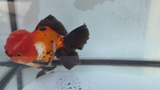 Tricolour Oranda. WVF405