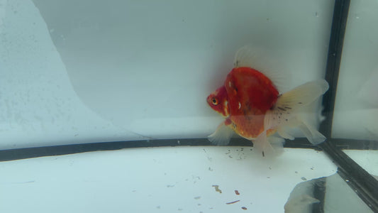 Broadtail Calico Ryukin. WVF704