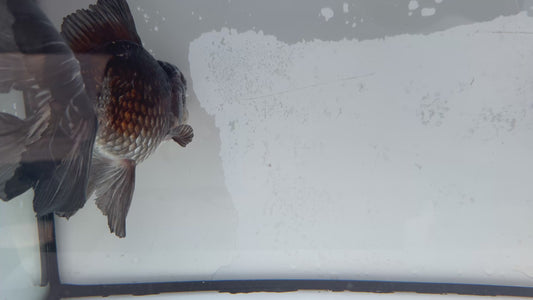 Ochiba Oranda. WVF473