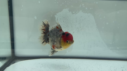 Calico Oranda. WVF1115