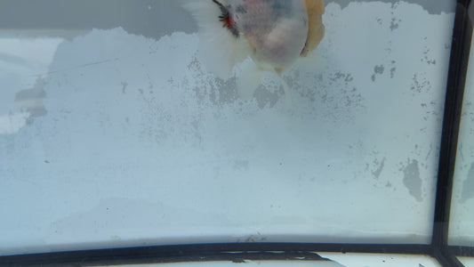 Calico Oranda. WVF418