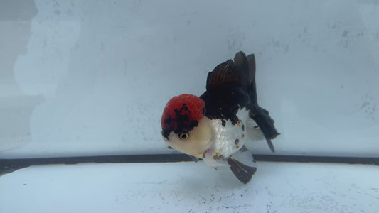 Tricolour Oranda. WVF477