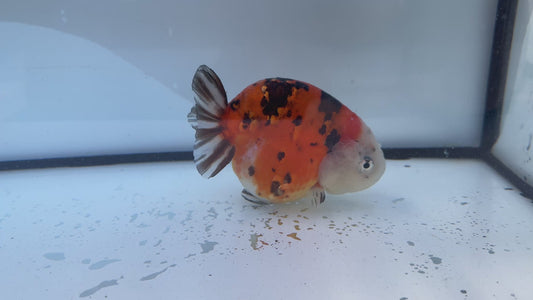 Calico Ranchu. WVF610