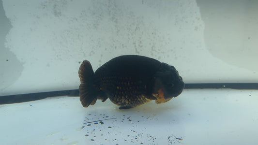 Dragonhead Ranchu. WVF1182