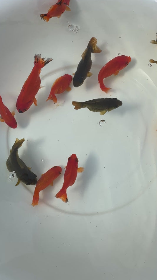 Homebred ranchu/ Oranda cross.  WVF1231 ( price is for 10 mixed picked at random )